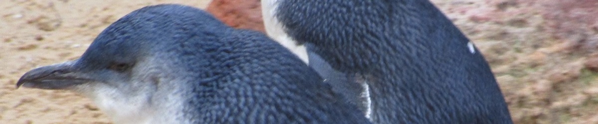 Employees that go astray are like pengiuns who stray from distractions in brush Employees can go astray like penguins